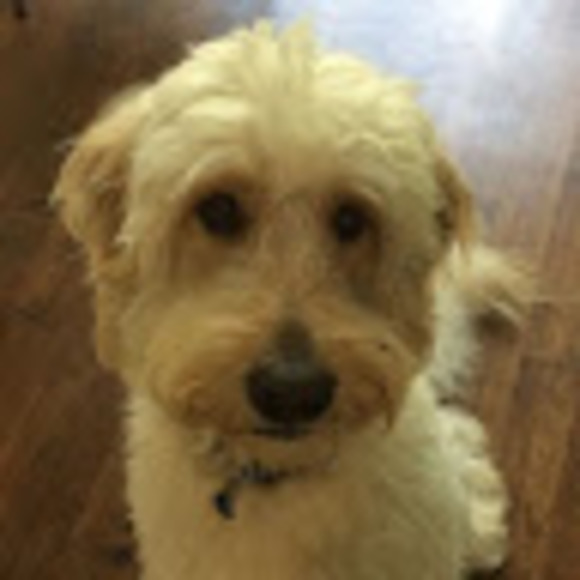 Meet your Posher, Sasha - Picture 1 of 1